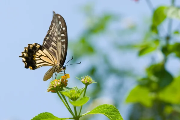 Farfalla colorata coda di rondine che vola — Foto Stock