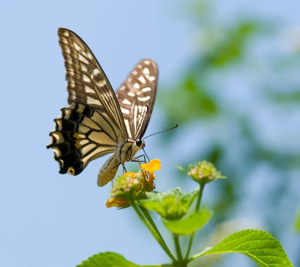 Färgglada swallowtail butterfly flyger — Stockfoto