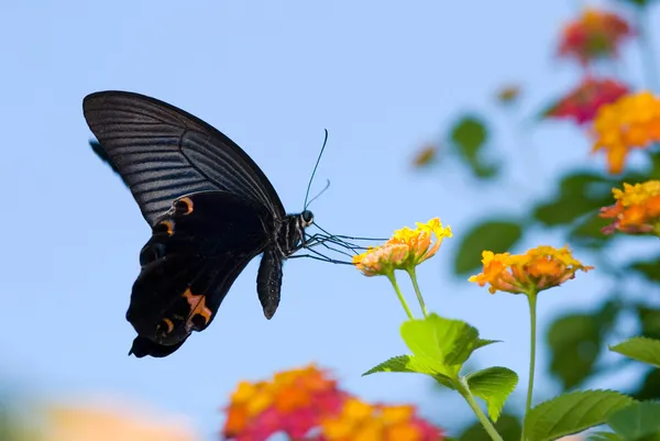 Piękne swallowtail motyl pływające — Zdjęcie stockowe