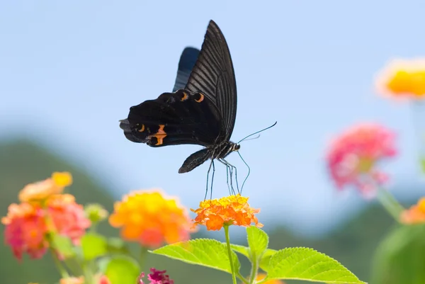 Big black swallowtail butterfly flying — Stock Photo, Image
