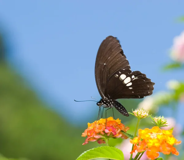 Bella farfalla coda forcuta che vola — Foto Stock