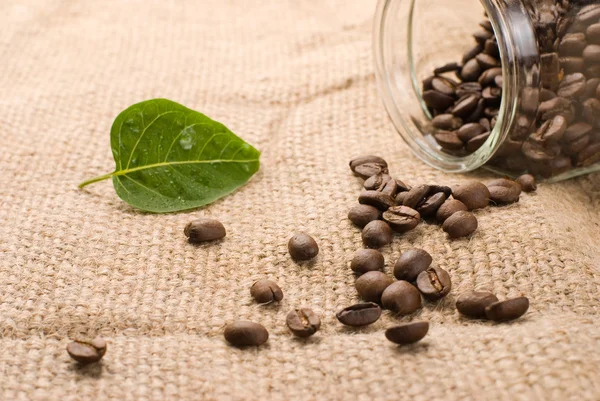 Coffee beans with green leaf — Stock fotografie