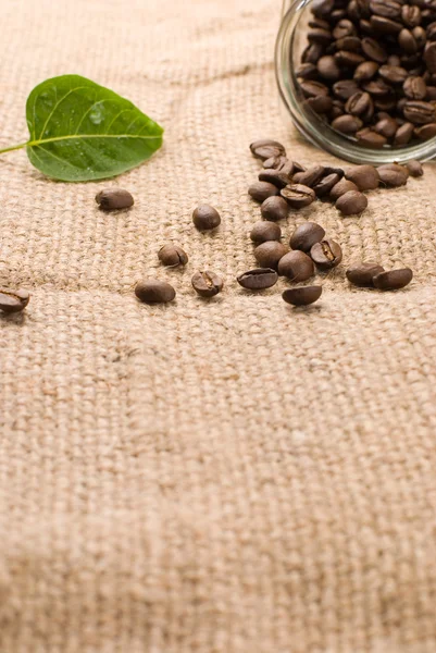 Kávová zrna na hnědé pytloviny — Stock fotografie
