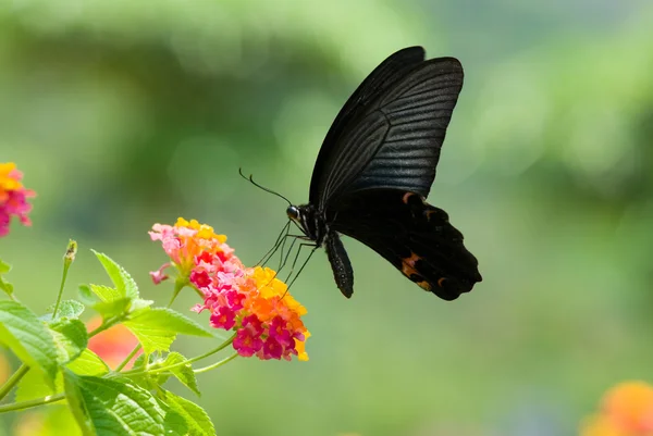 Flying swallowtail butterfly feeding Stock Photo