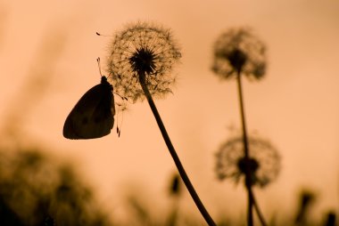 Dandelion with butterfly clipart