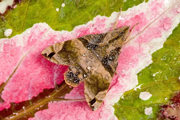 Färgglada moth härmning — Stockfoto