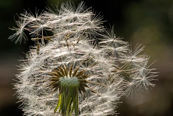 Karahindiba çiçeği tohumu — Stok fotoğraf