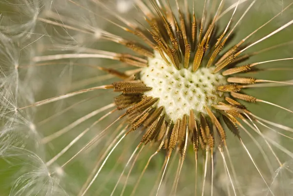 Dandelion seeds in heart pattern — Stock Photo, Image