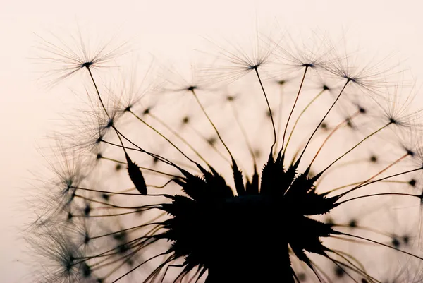 Dandelion in the evening — Stock Photo, Image