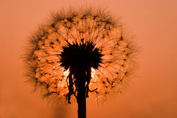 Dandelion under sunset — Stock Photo, Image