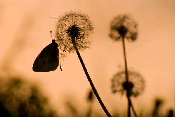 Dandelion with butterfly — Stock Photo, Image