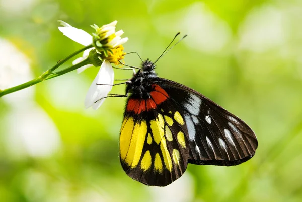 Жестокая бабочка в красном и желтом — стоковое фото