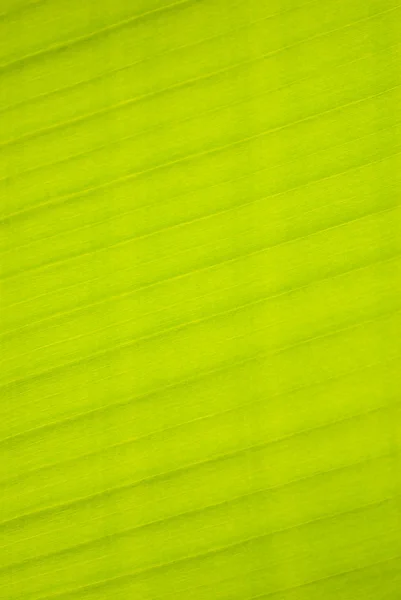 Banana leaf, parallel lines — Stock Photo, Image