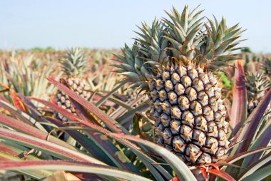 ananas, tropikal meyve