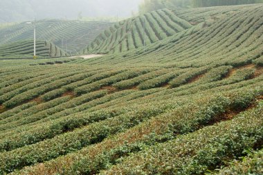 tepe üzerinde çay ağaçları