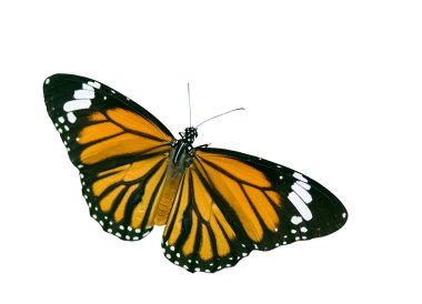 Isolated Butterfly with clipping path clipart