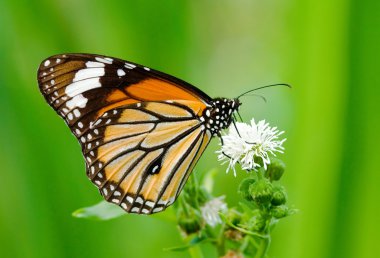 Butterfly feeding clipart