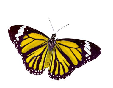 Butterfly in action clipart