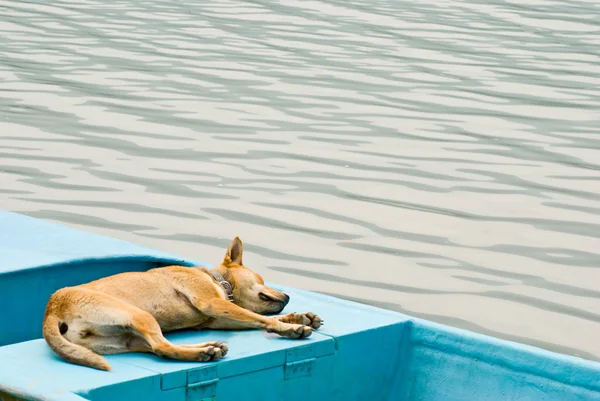 Розслабляючий собака у відпустці на човні — стокове фото