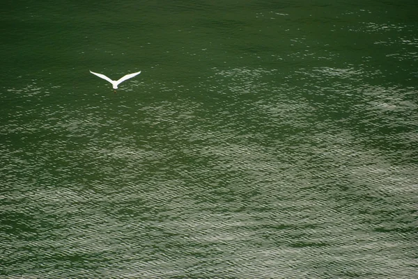 Egret flying through wavy lake — Stock Photo, Image