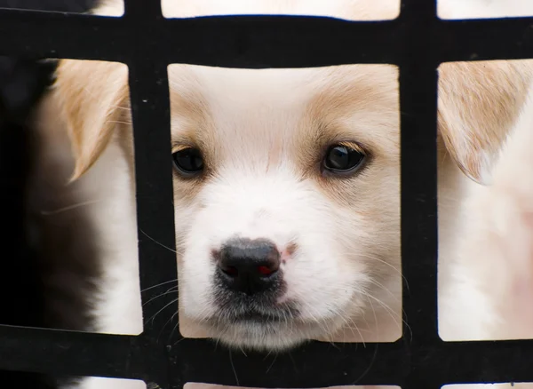 Sevimli küçük köpek yavrusu geride çit — Stok fotoğraf