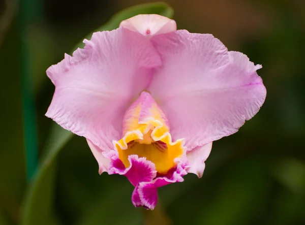 Violette Orchideenblüte — Stockfoto