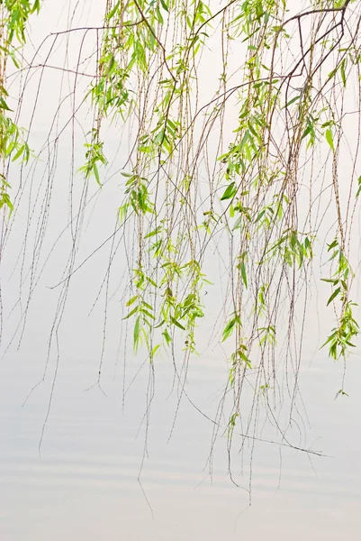 Grüne Weiden und See — Stockfoto