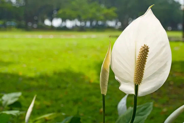 정원에서 흰색 평화 릴리 — 스톡 사진