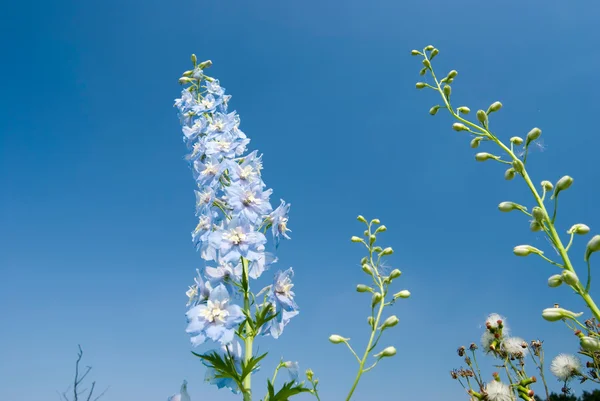 Flores azuis sob céu ensolarado — Fotografia de Stock