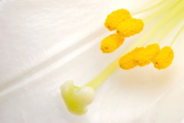 Intérieur de fleur de lys blanc — Photo