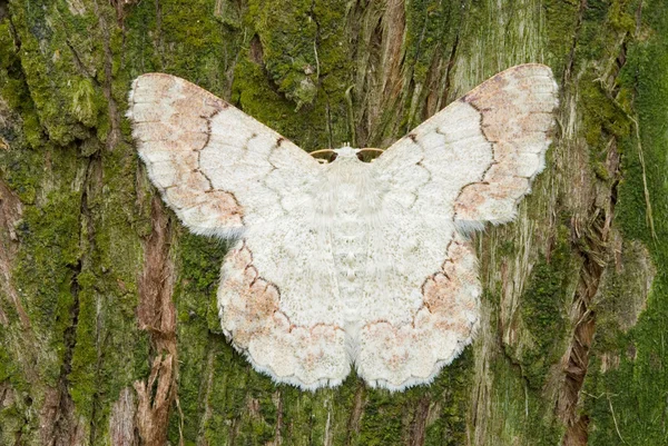 Bílý motýl na pozadí strom borovice — Stock fotografie