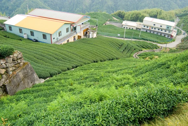 Árboles de té en la colina —  Fotos de Stock