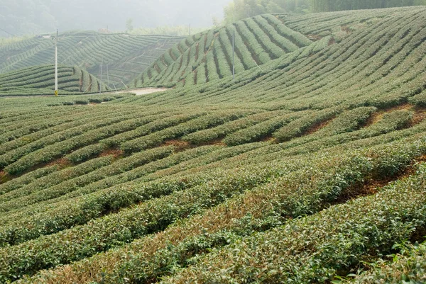 Teebäume auf dem Hügel — Stockfoto