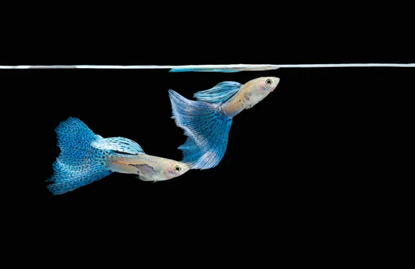 Simning blå guppy, tropisk fisk husdjur — Stockfoto