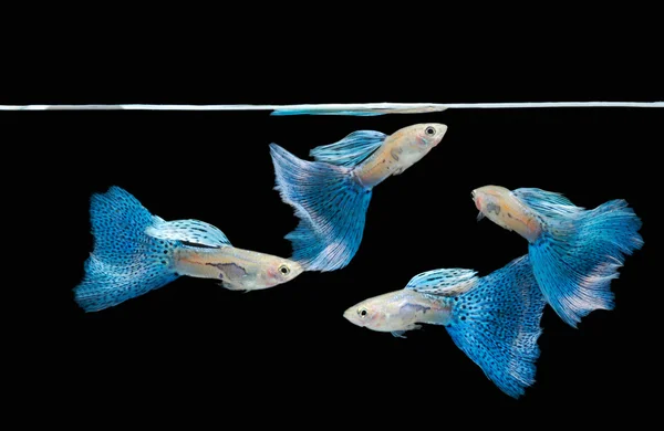 Pływanie niebieski guppy, tropikalny zwierzak ryb — Zdjęcie stockowe