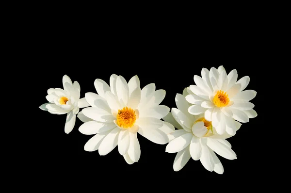 Geïsoleerde Witte lotus — Stockfoto