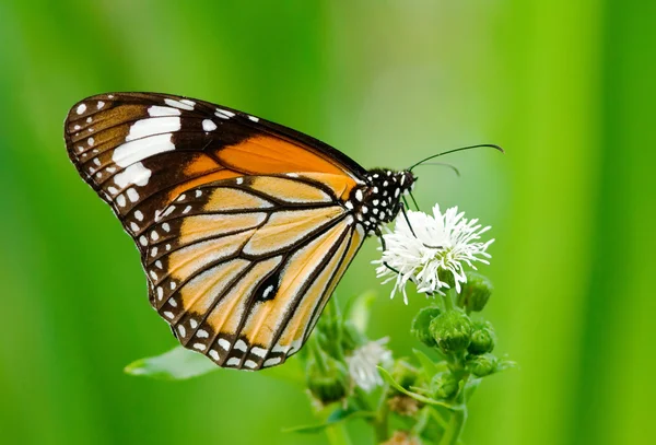 Butterfly utfodring — Stockfoto