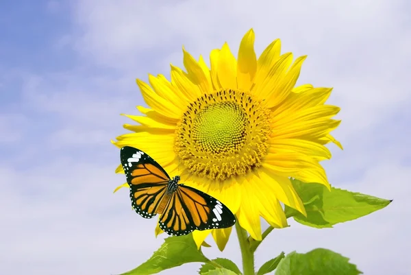 Slunečnice a oranžový motýl — Stock fotografie