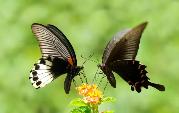 Swallowtail mariposa compartir flores — Foto de Stock