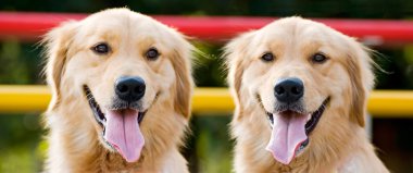 Couple of golden Retriever clipart