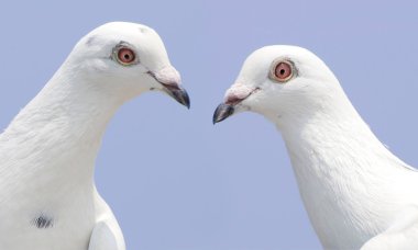 Couple of white doves clipart