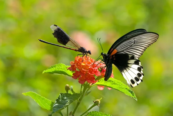 Damselfly hostile to butterfly — Stock Photo, Image
