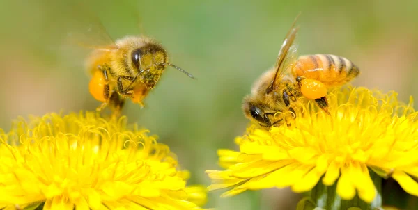Δύο μέλισσες και πικραλίδα λουλούδι — Φωτογραφία Αρχείου