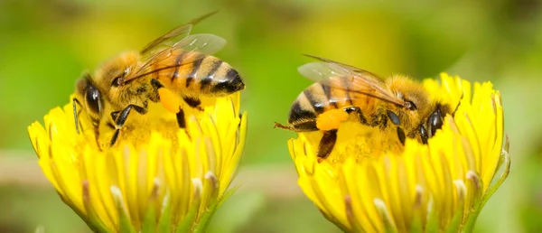 Iki arılar ve Karahindiba çiçeği — Stok fotoğraf