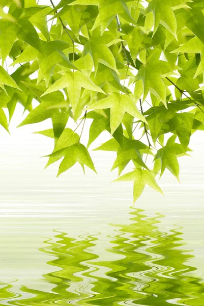 Green leaves reflection — Stock Photo, Image