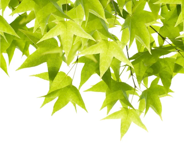 Новонароджені зелене листя — стокове фото