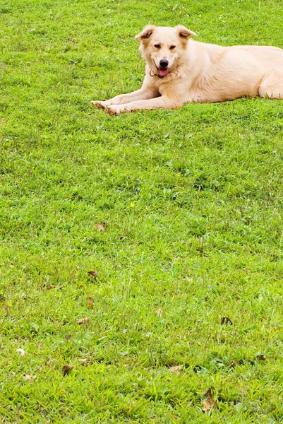 Puppy on soft grassland — Stock Photo, Image