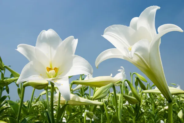 Bílá lilie v poli — Stock fotografie