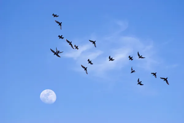 Pássaros voando em direção à lua — Fotografia de Stock