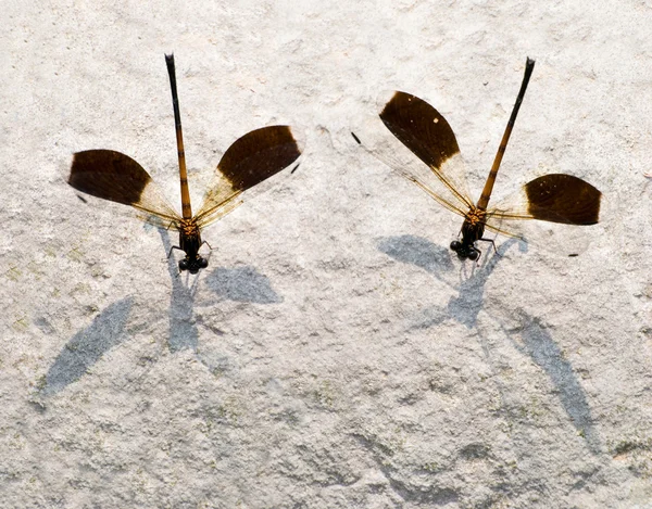 Két egyenlő szárnyú szitakötők, endemikus fajok — Stock Fotó